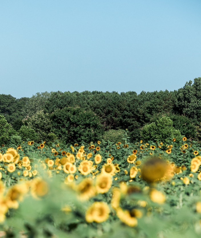 sunflower and trees - grubb residences